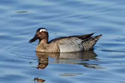 Garganey